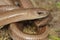 The slow worm, deaf adder, slowworm, blindworm, long-cripple (Anguis fragilis) male in a natural habitat - head detail