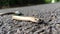 Slow worm sliding on the road