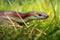 slow worm slithering through vibrant green grass