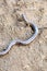 Slow worm, slowworm, Anguis fragilis, on brown dry ground, close