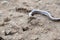 Slow worm, slowworm, Anguis fragilis, on brown dry ground, close