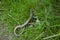 Slow worms Anguis fragilis partly hidden in long grass