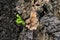 Slowing movement of a Green Caterpillar on the wooden bark