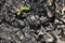 Slowing movement of a Green Caterpillar on the wooden bark