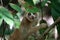 Slowloris