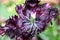 Slowly fading tulip with dark purple petals in bizarre shape