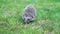 Slowly Hedgehog runs on the green grass on Sunny Day.
