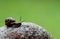 Slowly moving slug on a stone