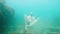 Slowly moving a young bearded man tries to meditate in a lotus pose at the bottom of the sea in the water. The concept