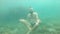 Slowly moving a young bearded man tries to meditate in a lotus pose at the bottom of the sea in the water. The concept