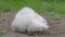 Slowly panning close up of a pet white silkie chicken hen dirt bath