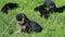 Slowly panorama from group of black german shepherd puppies to one small puppy