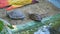 Slowly panorama on two turtles resting on grey sand next to swimming pool