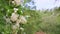 Slowly panorama up on wedding decoration from white flowers and green leaves