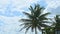 Slowly zoom out from large coconut palm tree leaves shaking by wind against blue sky