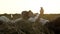 Slowmo of caucasian couple who is lying on haystack in field at sunset and watching their mobiles