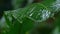 slowmo closeup of green jungle leaf in the rain