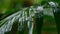 slowmo closeup of green jungle leaf in the rain