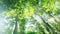 slowmo closeup of green jungle leaves