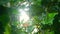 slowmo closeup of green jungle leaves against the sun