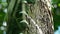 slowmo closeup of green jungle leaves on the bark of a tree