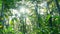 slowmo of green jungle forest eventually looking up into the trees