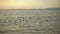 Slowmotion, beautiful sunset and bird takes off over sea.