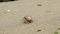 Slowmotion of cute hermit crab carry beautiful shell crawling on sand beach.