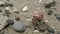 Slowmotion of cute hermit crab carry beautiful shell through marine rocks.