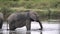 Slowmotion of Elephant Cooling Himself With Muddy Pond Water 120fps