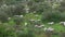 Slowmotion flock of sheep grazing along the field near to olive trees at Spain