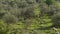 Slowmotion group herd grazing white sheeps in pastures near to olive trees