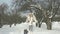 Slowmotion Happy girl playing with her dog on snow and having fun outside winter day