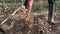 Slowmotion of male farmer collecting harvests his potatoes in the garden.