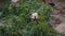Slowmotion shot of an adorable panda bear sitting among bamboo branches and eating