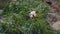 Slowmotion shot of an adorable panda bear sitting among bamboo branches and eating