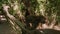 Slowmotion shot of a group of macaque monkeys in a tropical park