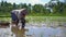 Slowmotion shot of two undefined women planting rice seedlings on a big field surrounded with palm trees. rice