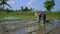 Slowmotion shot of two undefined women planting rice seedlings on a big field surrounded with palm trees. rice