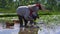 Slowmotion shot of two undefined women planting rice seedlings on a big field surrounded with palm trees. rice