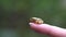 Slowmotion of small forest frog toad, sitting on the finger woman in Taiwan