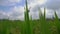 Slowmotion steadicam shot of a young woman practicing yoga on a beautiful rice field