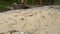 Slowmotion steadycam shot of a beach with fine white sand covered with garbage. Camera tilts down from a palm tree to