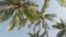 Slowmotion view of coconut palm trees against sky