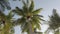 Slowmotion view of coconut palm trees against sky near beach