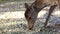 Slowmotion wild Sika deer in Nara Park. Cervus nippon during cherry blossom