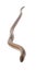 Slowworm - Anguis fragilis