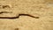 Slowworm (Anguis fragilis or blindworm) is slowly moving on ground
