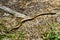 Slowworm, Anguis fragilis legless lizard also called blindworm or common slow worm slithering through forest floor.