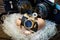 SLR cameras and compact as parents and baby in nest